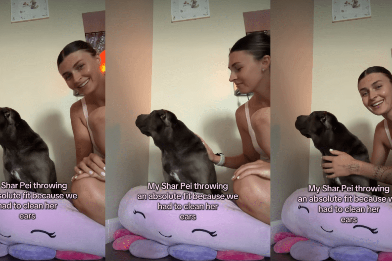 Dog Throws the 'Absolute Fit' After Owner Cleans Her Ears