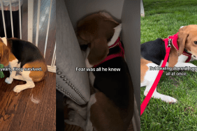 Rescue Dog Who Only Knew How To Survive in Fear Finally Learns To Live