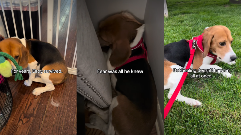 Rescue Dog Who Only Knew How To Survive in Fear Finally Learns To Live