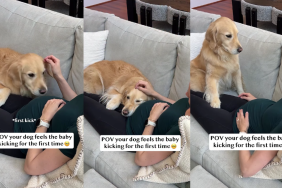 Golden Retriever Rests Head on Pregnant Mom’s Belly & Feels Baby’s First Kick