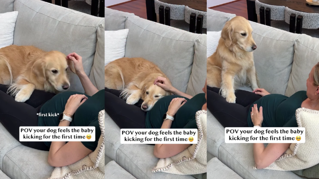 Golden Retriever Rests Head on Pregnant Mom’s Belly & Feels Baby’s First Kick