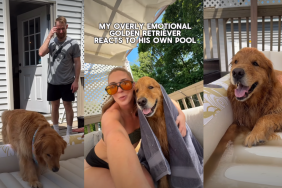 ‘Overly Emotional’ Golden Retriever’s Reaction to New Pool Goes Viral