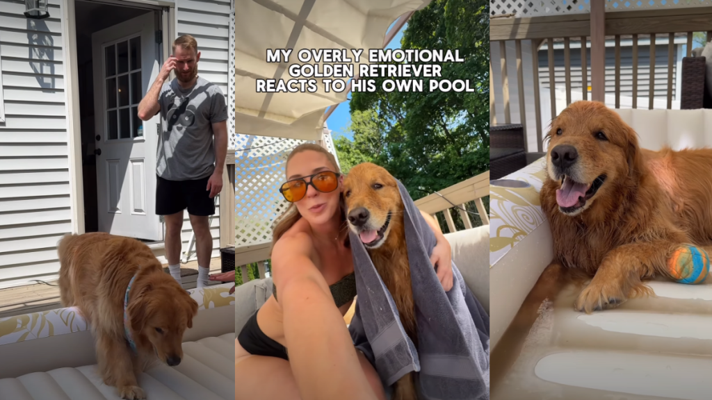 ‘Overly Emotional’ Golden Retriever’s Reaction to New Pool Goes Viral