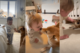Dog Stays by Baby’s Side Through Every Precious Moment in Life