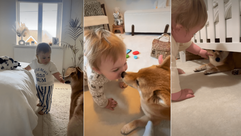 Dog Stays by Baby’s Side Through Every Precious Moment in Life