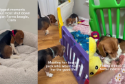 Rescue Dog Buries Her Head in the Bed Like She Still Does Not Know She’s Safe