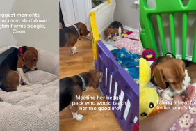 Rescue Dog Buries Her Head in the Bed Like She Still Does Not Know She’s Safe