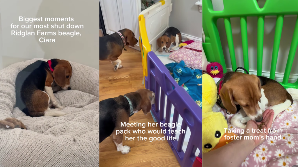 Rescue Dog Buries Her Head in the Bed Like She Still Does Not Know She’s Safe