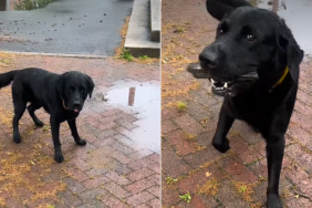 Labrador’s Excitement Over His Freshly Collected Stick Is Pure Delight