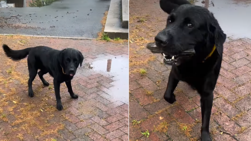Labrador’s Excitement Over His Freshly Collected Stick Is Pure Delight