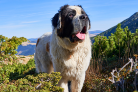 Senior Saint Bernard Riding in Dad’s Motorbike Sidecar Is Melting Hearts