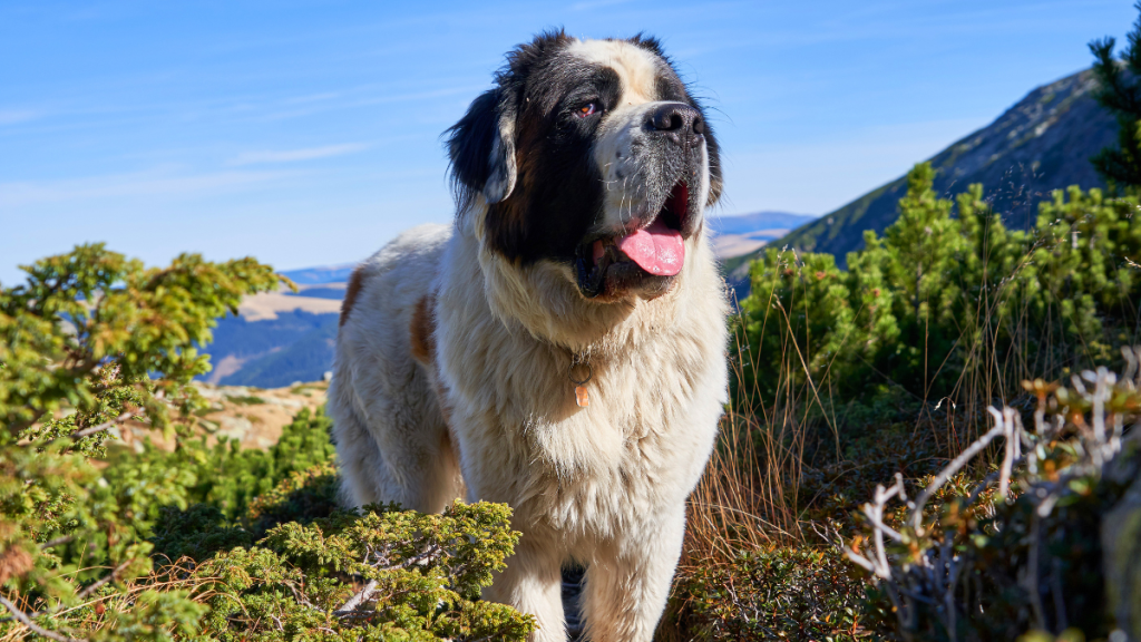Senior Saint Bernard Riding in Dad’s Motorbike Sidecar Is Melting Hearts