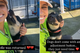 Shelter Dog Was Returned After Adoption, but She’s Still the Sweetest Girl