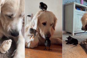 Golden Retriever Nods When Mom Asks if He Needs a Baby, Then Does This