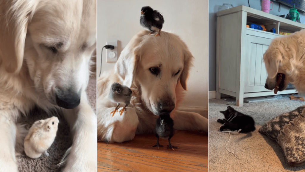 Golden Retriever Nods When Mom Asks if He Needs a Baby, Then Does This