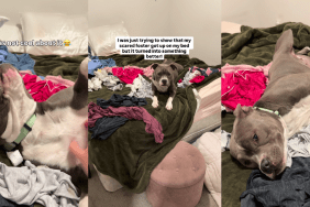 Scared’ Dog Gets on Foster Mom’s Bed, Lets Her Guard Down for First Time