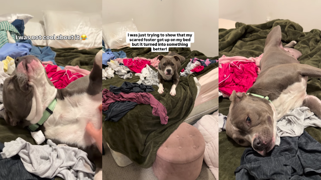 Scared’ Dog Gets on Foster Mom’s Bed, Lets Her Guard Down for First Time