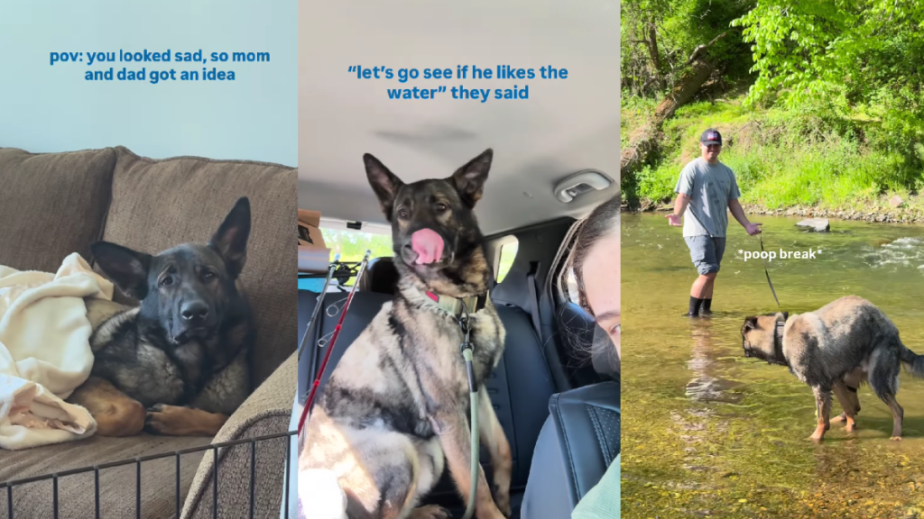 Rescue Dog Looks Sad, So Mom & Dad Decide To Give Him the Best Day Ever