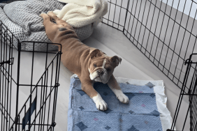 Bulldog Puppy Melts Hearts by Doing ‘Morning Yoga'