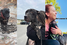 Rescue Dog, Chained & Scared, Happily Taps His Tiny Toes While Being Saved