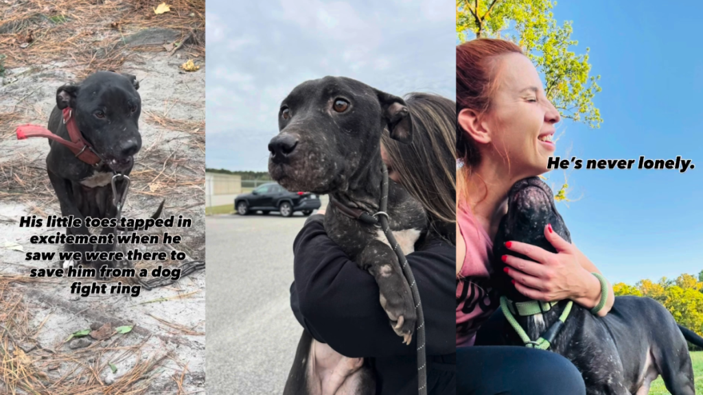 Rescue Dog, Chained & Scared, Happily Taps His Tiny Toes While Being Saved