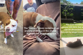Shelter Dog Once Had a Family Turns up as a Stray, but Is Rescued Again