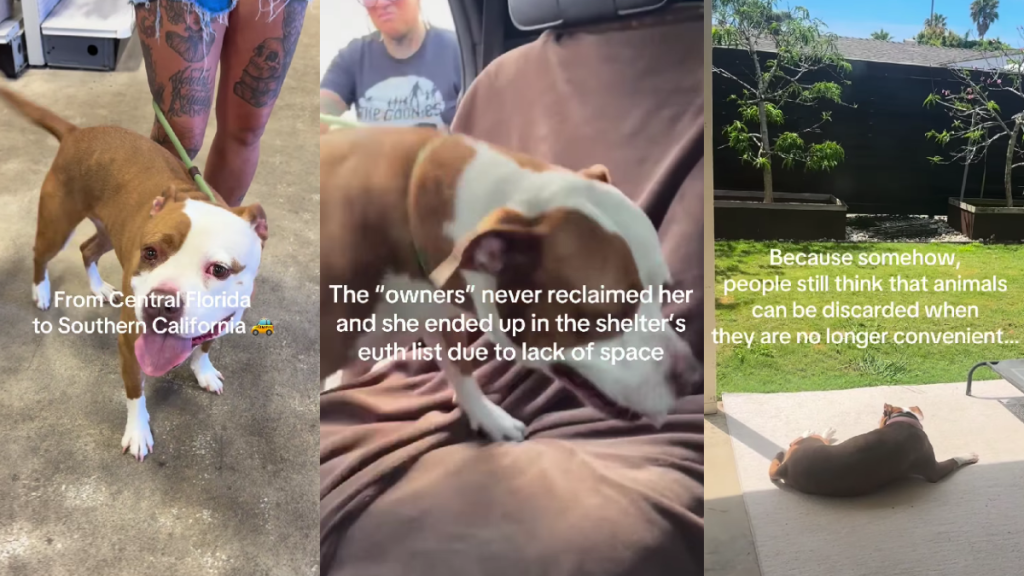 Shelter Dog Once Had a Family Turns up as a Stray, but Is Rescued Again