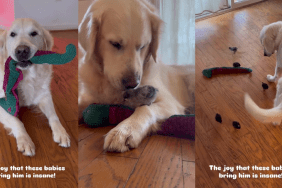 Golden Retriever Screams but Goes Extra Gentle When He Meets His Babies