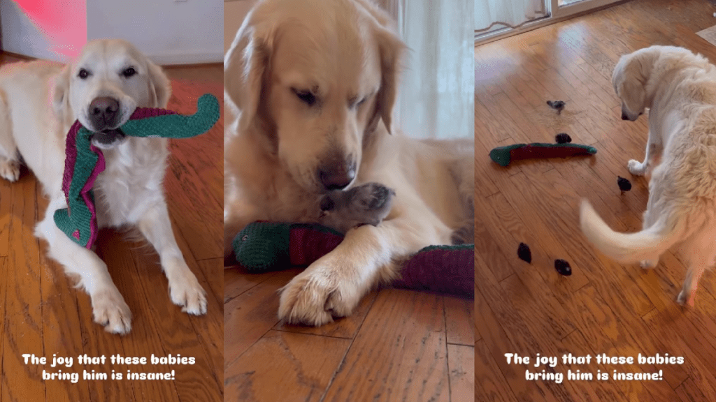Golden Retriever Screams but Goes Extra Gentle When He Meets His Babies