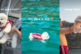 Tiny Dog Enjoying Fun Tropical Day To Fullest Goes Viral