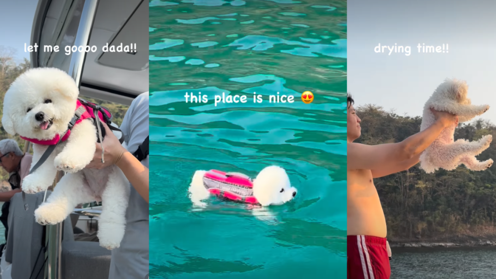 Tiny Dog Enjoying Fun Tropical Day To Fullest Goes Viral