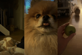 Dog Appears From ‘Shadows’ After Hearing Mom Talk About Apple