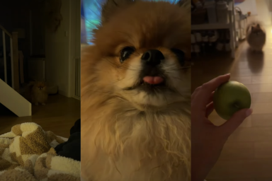 Dog Appears From ‘Shadows’ After Hearing Mom Talk About Apple