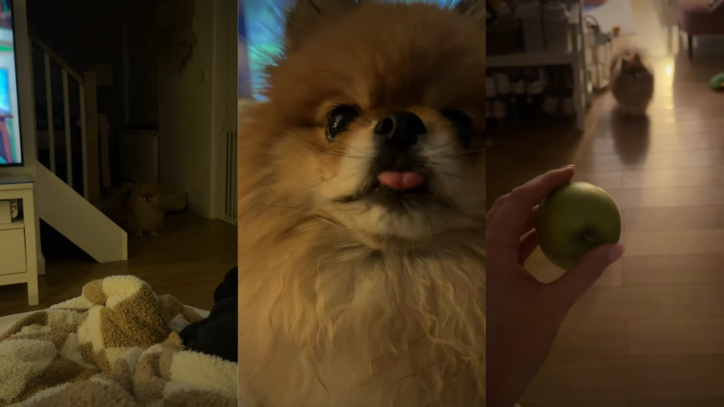 Dog Appears From ‘Shadows’ After Hearing Mom Talk About Apple