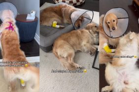 Golden Retriever Panics When Sister Goes Missing, Cries Until This Happen