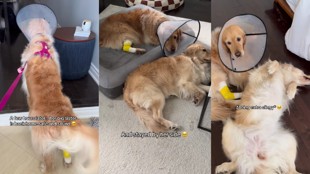 Golden Retriever Panics When Sister Goes Missing, Cries Until This Happen