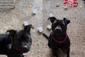 Foster Dog Proudly Shows off Her Finished Food Puzzle