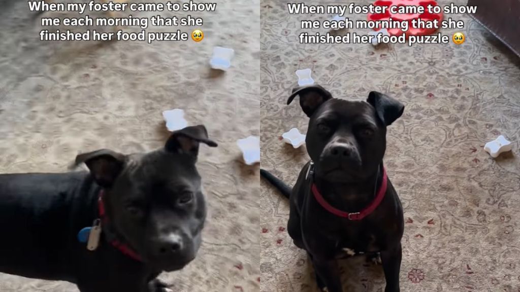 Foster Dog Proudly Shows off Her Finished Food Puzzle