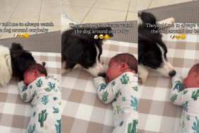 Dog Holds Little Baby’s Hand, Showing There’s Nothing To Be Afraid Of