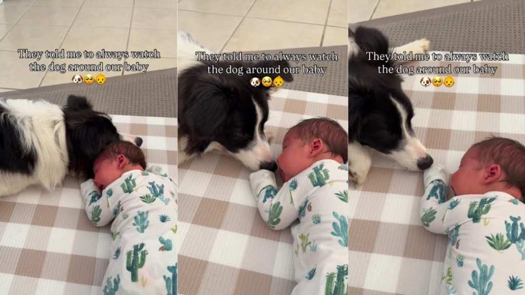 Dog Holds Little Baby’s Hand, Showing There’s Nothing To Be Afraid Of