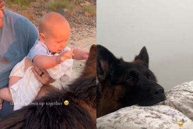 Dog Has Sweetest Reaction To Meeting His New Furry Brother