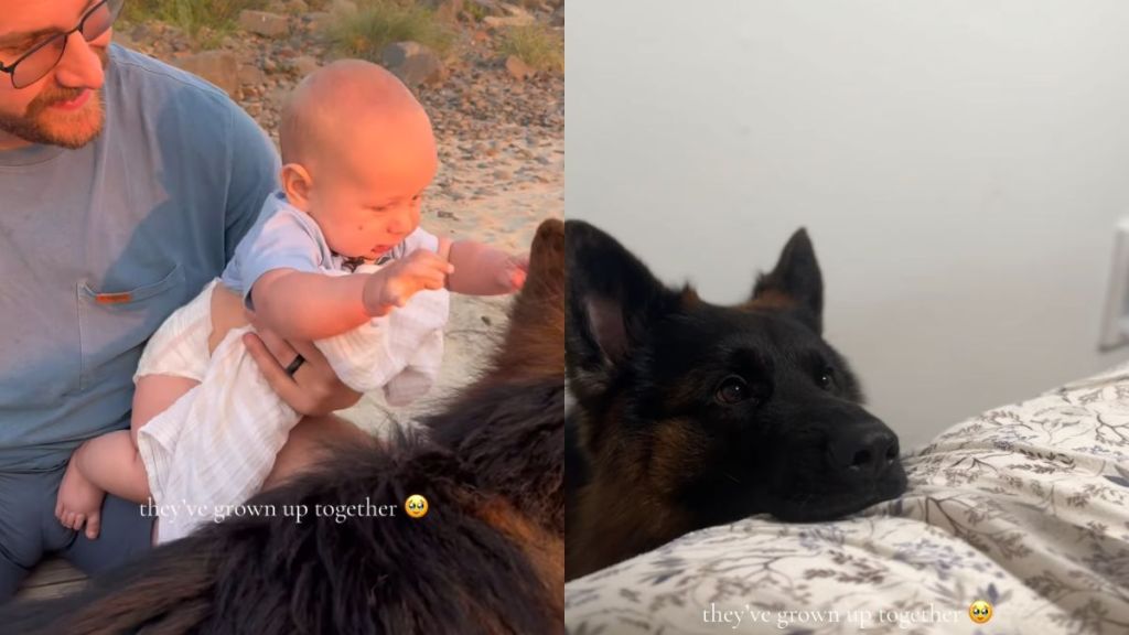Dog Has Sweetest Reaction To Meeting His New Furry Brother