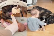 Big Dog Meets Little Baby & a Fairytale Journey Begins as They Grow Up