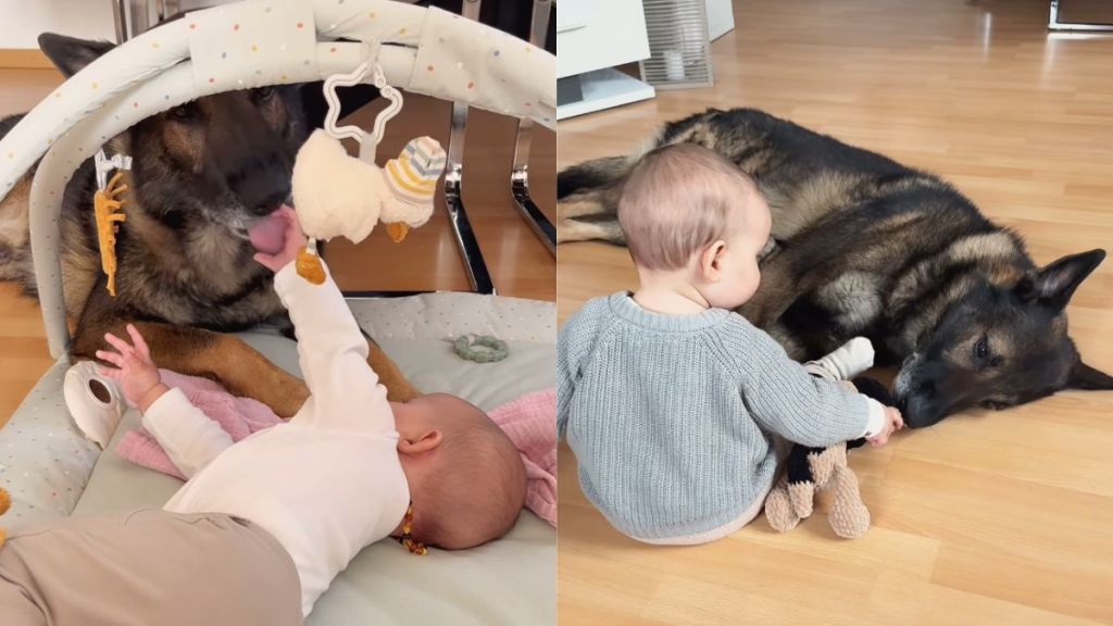 Big Dog Meets Little Baby & a Fairytale Journey Begins as They Grow Up