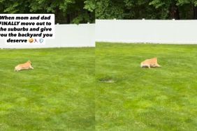 Dog Has Best Day Ever Exploring a Huge New Backyard