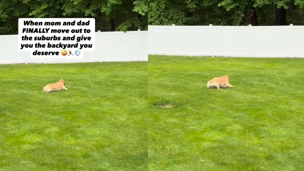 Dog Has Best Day Ever Exploring a Huge New Backyard