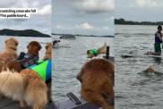 Golden Retriever Rushes To Help After Man Falls off Paddle Board