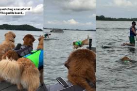 Golden Retriever Rushes To Help After Man Falls off Paddle Board