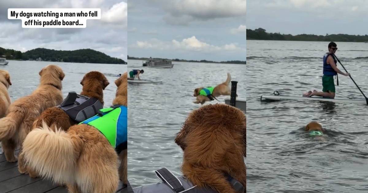 Golden Retriever Rushes To Help After Man Falls off Paddle Board