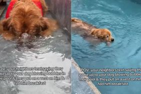Dog Sneaks Into Neighbor’s Pool Before Returning Home Relaxed & Well-Fed